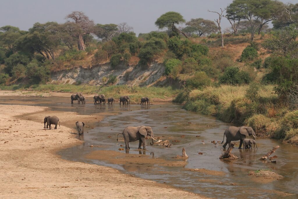 Tarangire National Park elephants under baobab trees