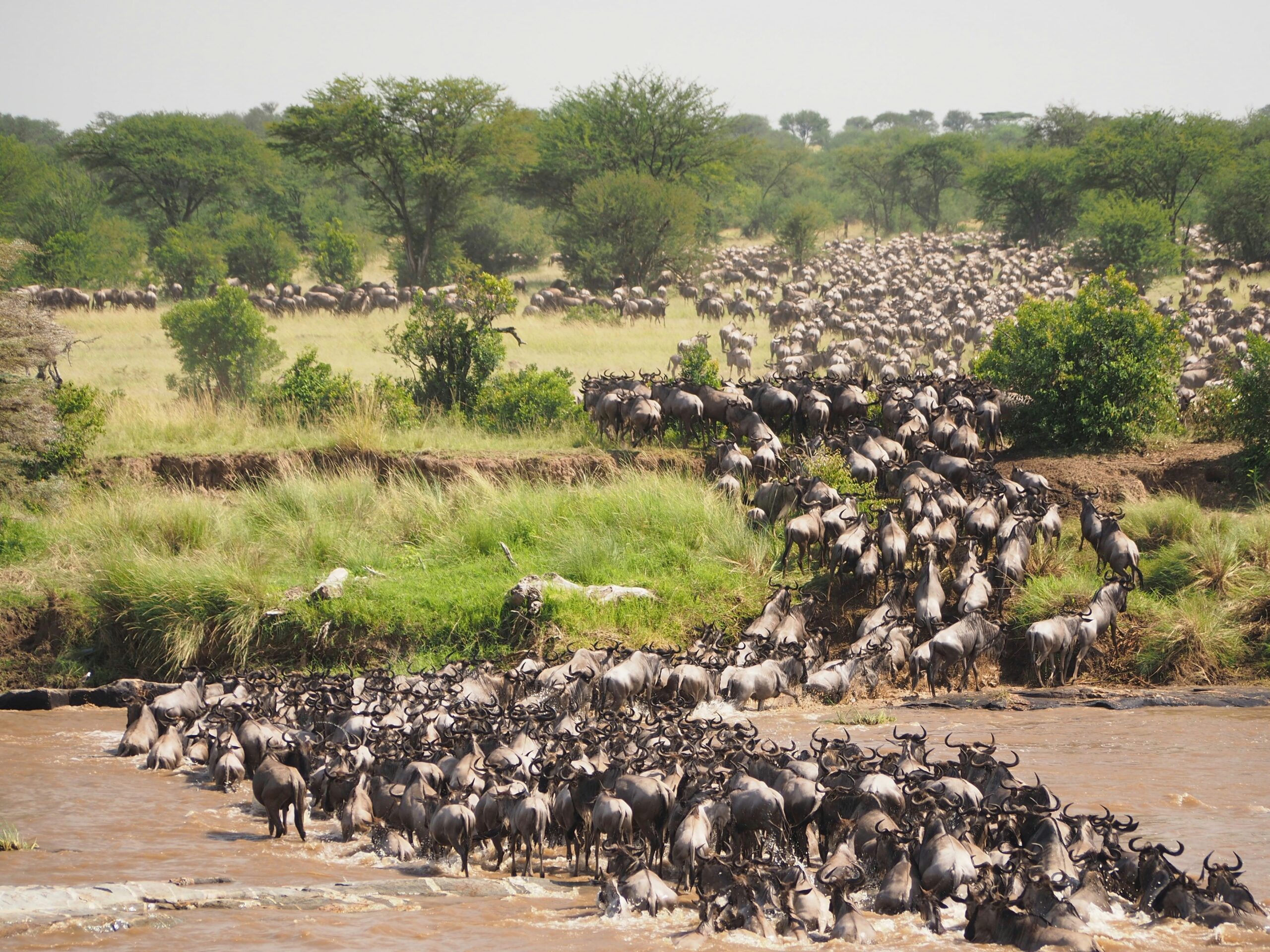 wildebeest cross river mara in serengeti national park best travel destinations