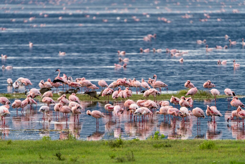 Ngorongoro Crater: 7 Unbelievable Wonders in Tanzania’s Wildlife Paradise