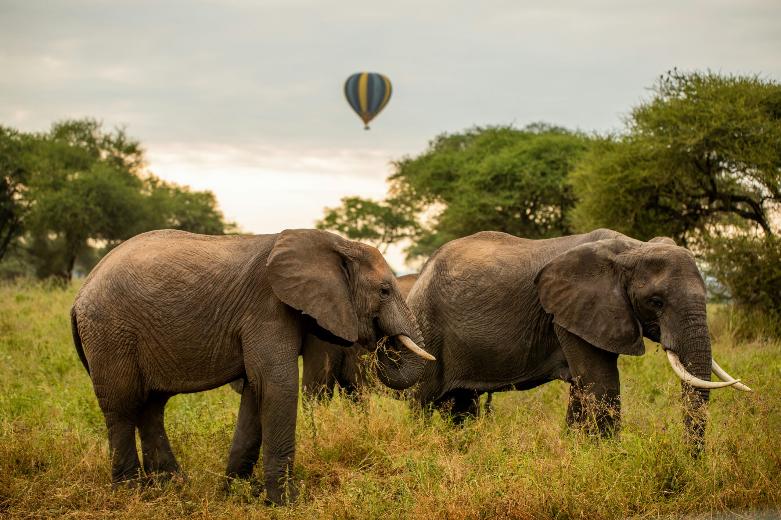 Tarangire National Park elephants under baobab trees