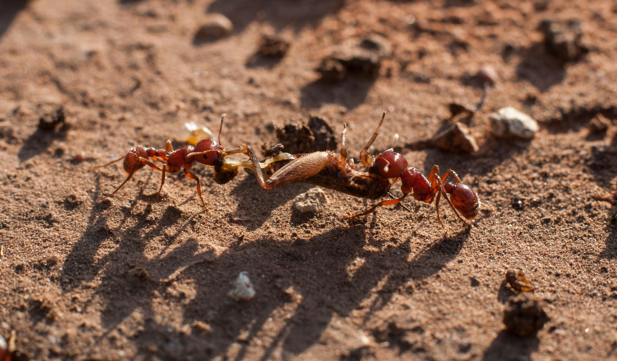 safari ants
