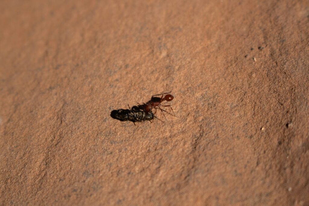 zoshua colah fy87PuovcOM unsplash