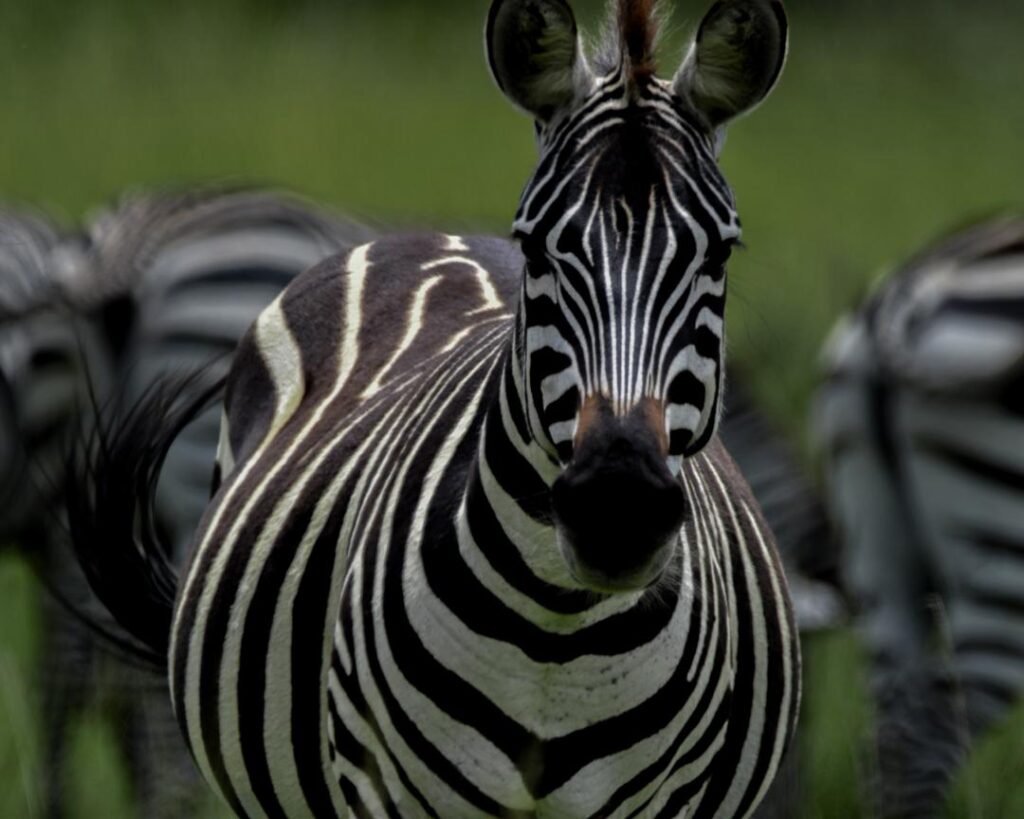 WhatsApp Image 2026 03 08 at 20.37.452