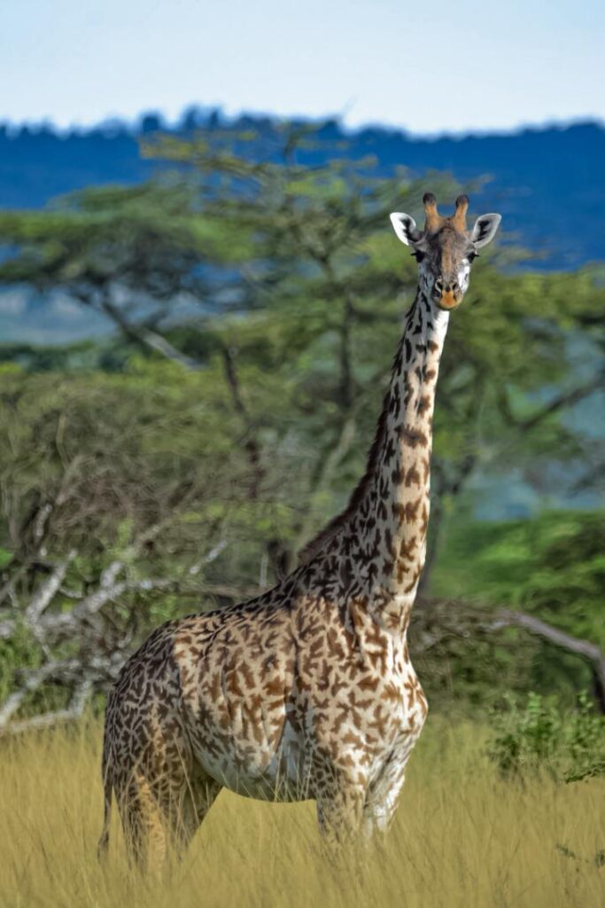 WhatsApp Image 2026 03 08 at 20.37.47