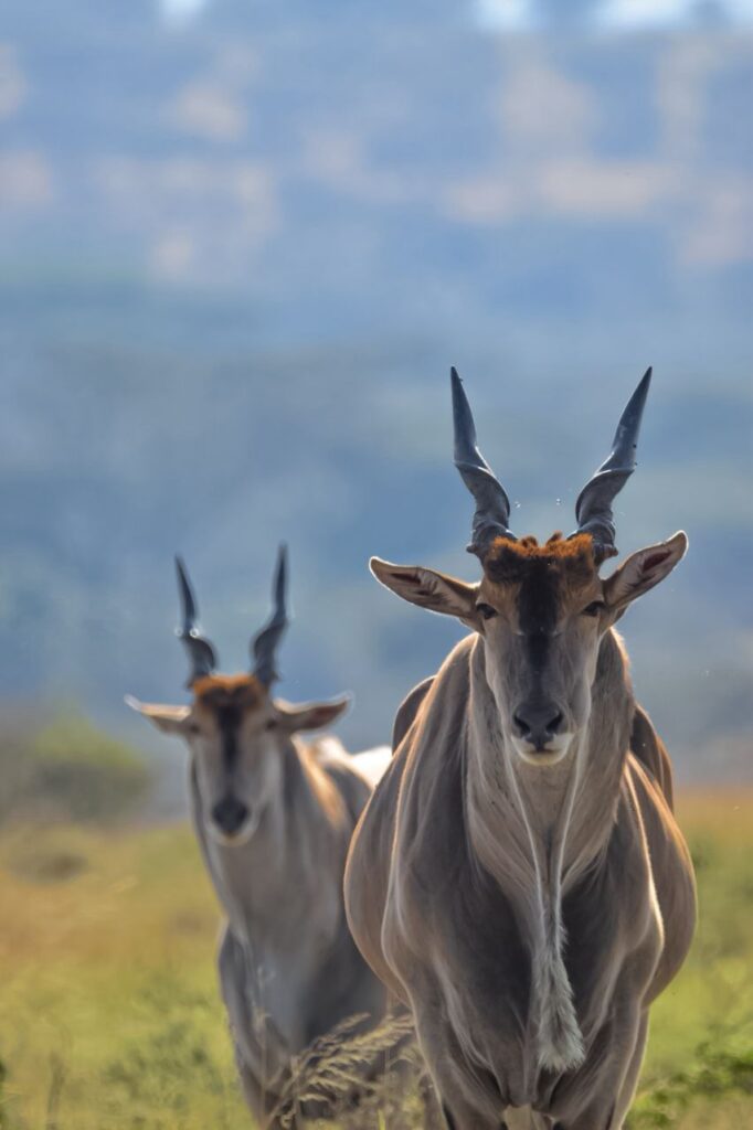 WhatsApp Image 2026 03 08 at 20.37.481