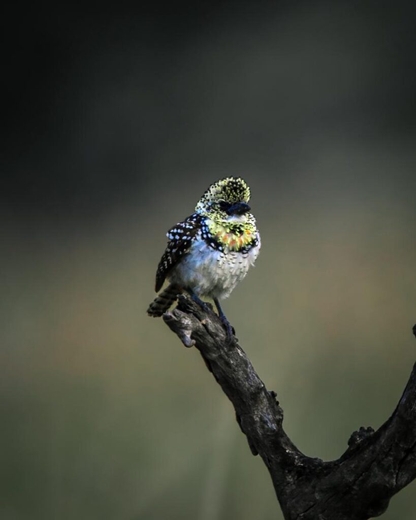 WhatsApp Image 2026 03 11 at 21.35.03 1